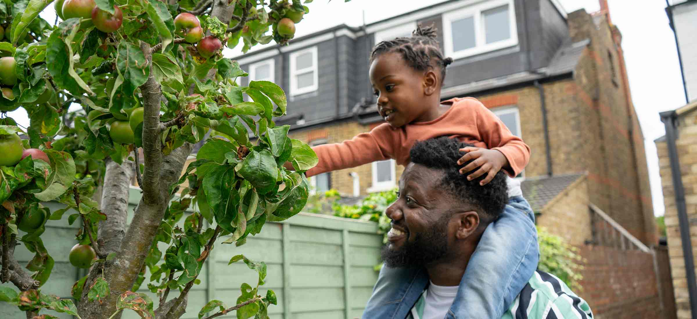 A man holds his son on his shoulders while he picks fruit off a tree.