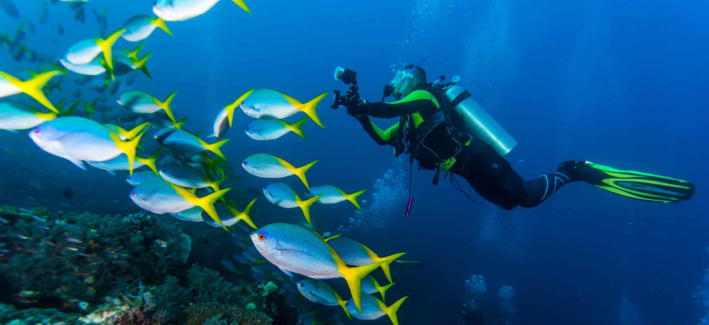 A scuba diver holds a camera while diving near some blue and yellow fish in the ocean.