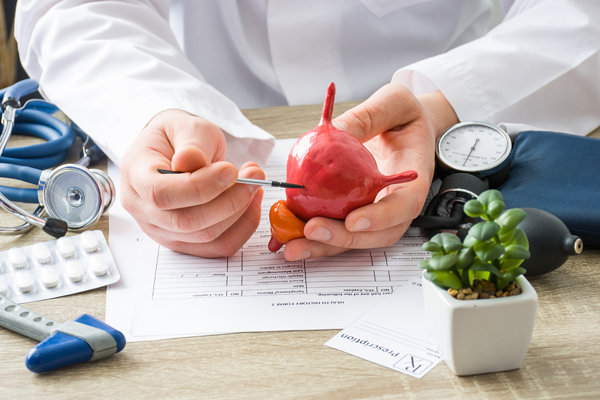 Medical care provider holding an anatomical model of a bladder