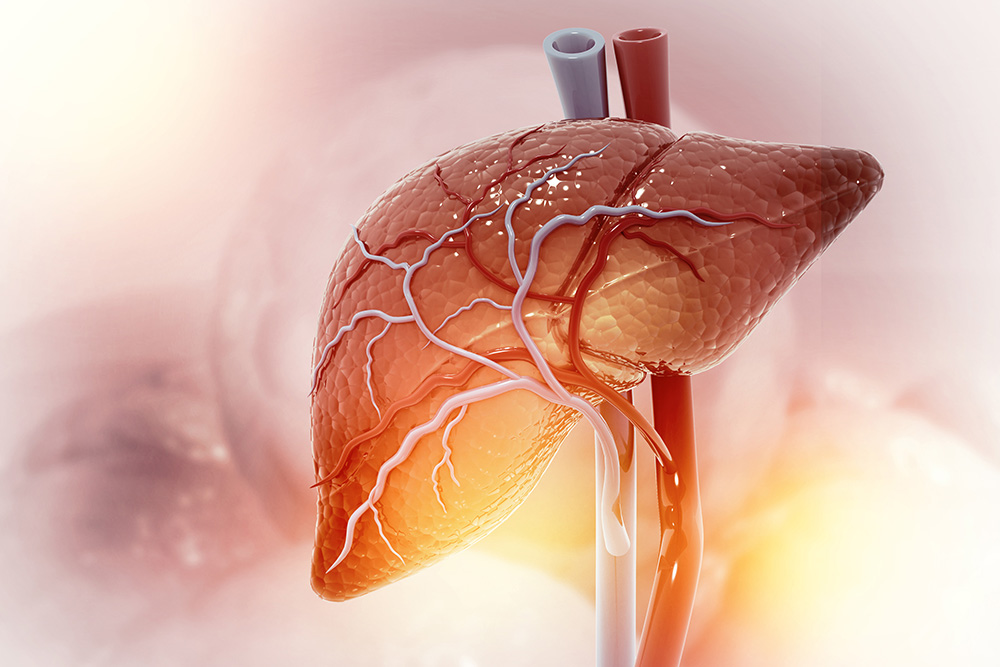 Liver Transplants Reach Record Highs in the U.S. What’s Driving Growth?